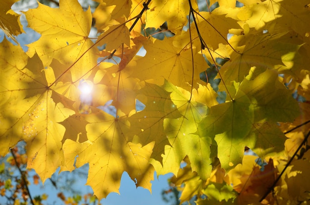 beautiful image of yellow maple leaves and sun glare in bright autumn foliage