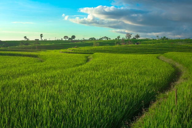 Beautiful indonesian scenery view of green rice fields and blue sky