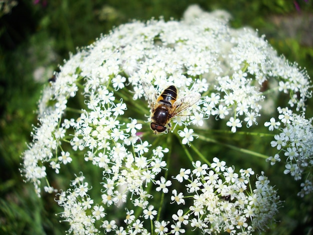 Beautiful insect on a Heracleum plant in summer