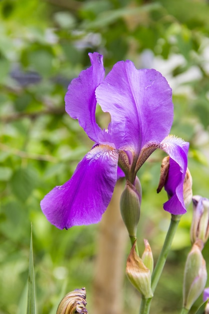 A beautiful iris blooming in the garden.