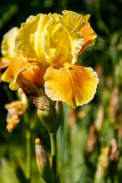 Beautiful iris flower on flowerbed in garden