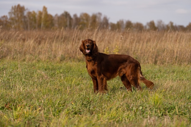 Beautiful Irish Setter standing in the field