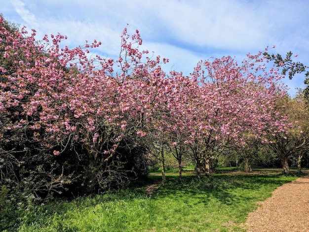 Beautiful irish spring park with blooming pink cherry trees of Japanese sakura