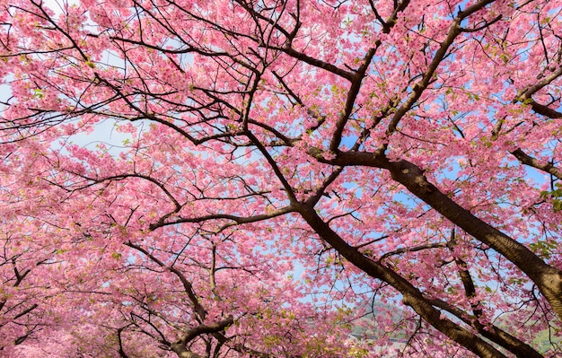 Beautiful Japan Sakura tree 