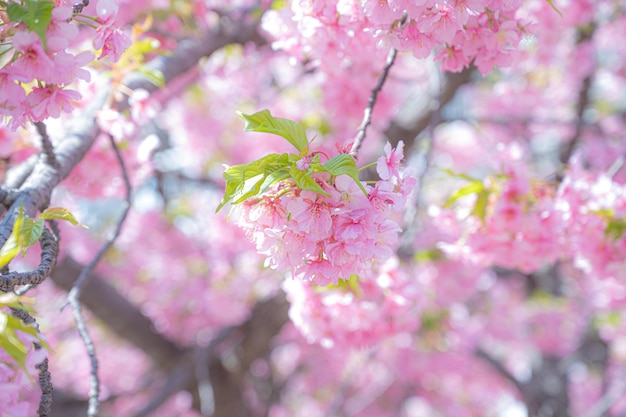 Beautiful Japanese cherry blossoms and fine weathe