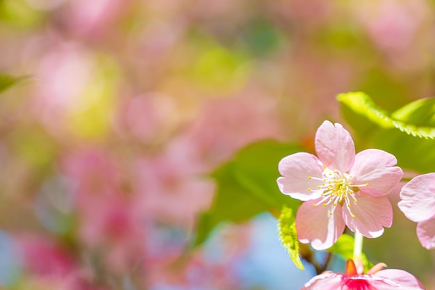 Beautiful Japanese cherry blossoms