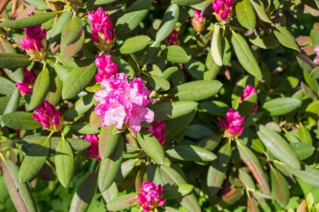 Photo beautiful japanese pink azalea flowers cut into a dense shrubbery full in bloom in may springtime rh