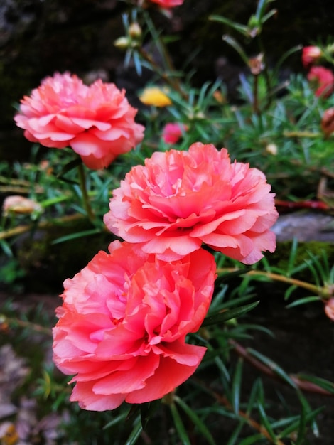 beautiful Japanese roses