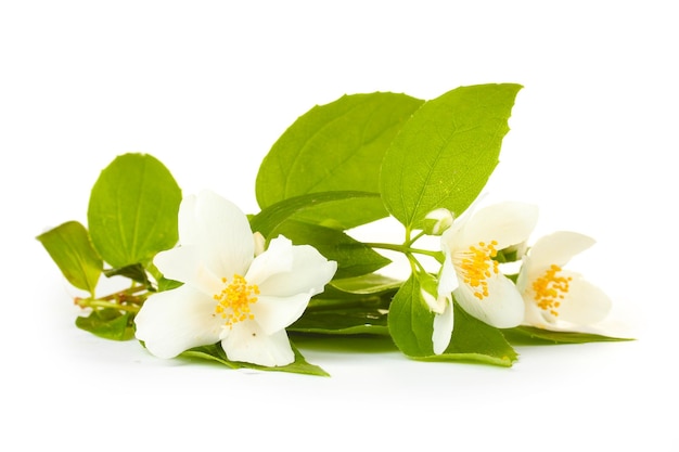 Beautiful jasmine flowers with leaves isolated on white