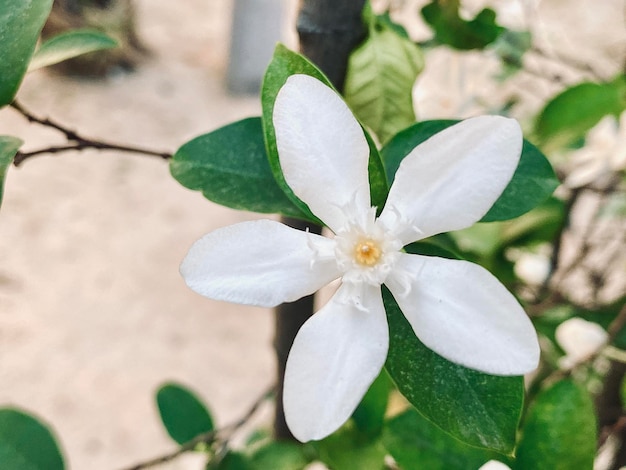 beautiful jasminewhite jasmine flower Fivepetaled white jasmine flowers are blooming