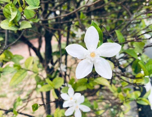 beautiful jasminewhite jasmine flower Fivepetaled white jasmine flowers are blooming