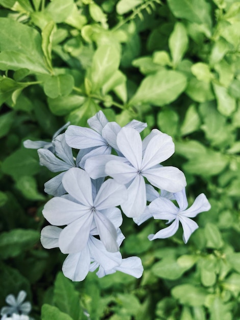 beautiful jasminewhite jasmine flower Fivepetaled white jasmine flowers are blooming