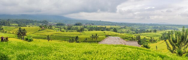 Beautiful Jatiluwih Rice Terraces against the background of famous volcanoes in Bali, Indonesia.