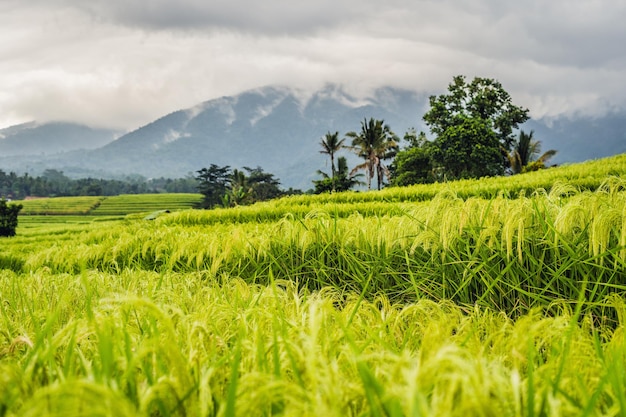 Beautiful Jatiluwih Rice Terraces against the background of famous volcanoes in Bali, Indonesia