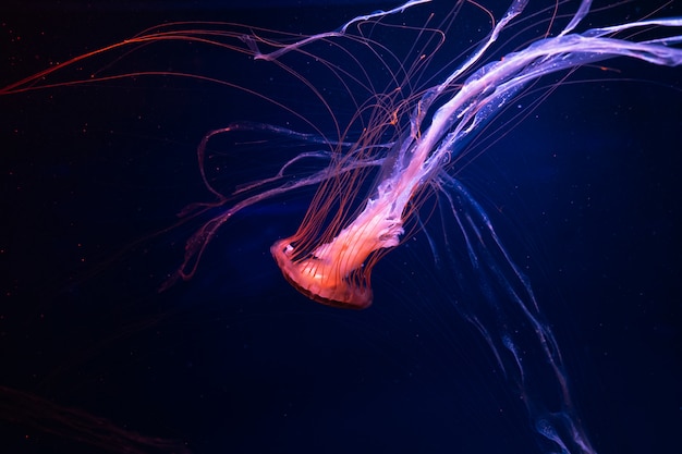 Beautiful jellyfish medusa in the neon light. Abstract background