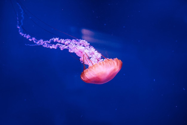 Beautiful jellyfish medusa in the neon light with the fishes Aquarium with blue jellyfish and lots of fish Making an aquarium with corrals and ocean wildlife Underwater life in ocean jellyfish