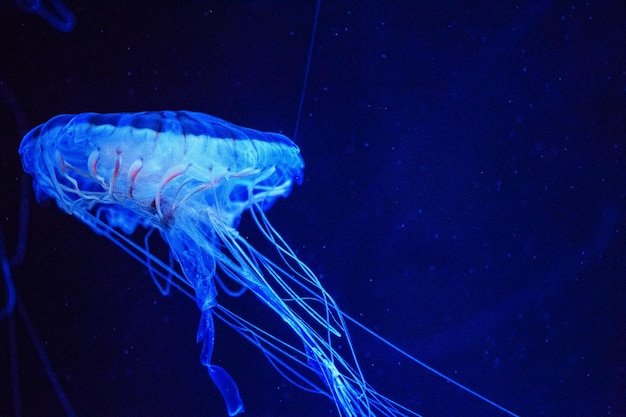 Beautiful jellyfish medusa in the neon light with the fishes Underwater life in ocean jellyfish exciting and cosmic sight