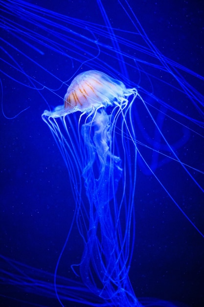 Beautiful jellyfish medusa in the neon light with the fishes Underwater life in ocean jellyfish exciting and cosmic sight