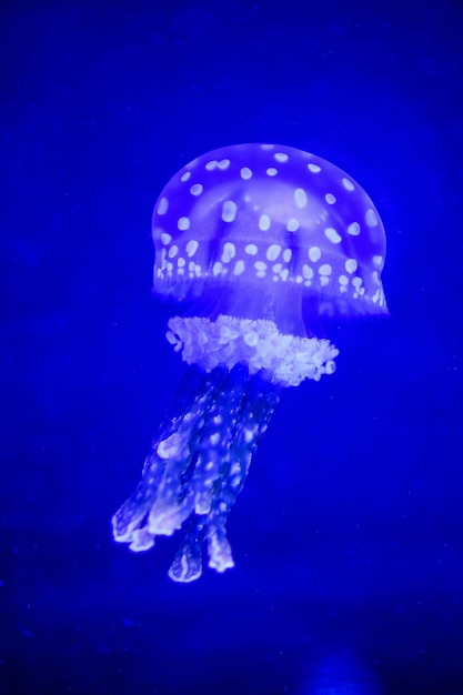 Beautiful jellyfish medusa in the neon light with the fishes Underwater life in ocean jellyfish exciting and cosmic sight