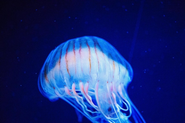 Beautiful jellyfish medusa in the neon light with the fishes Underwater life in ocean jellyfish