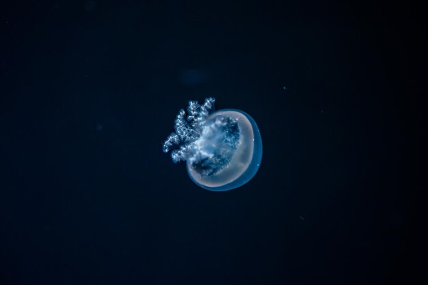 Beautiful jellyfish in the neon light in aquarium nature background