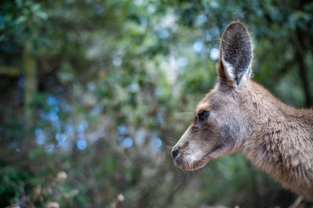 Photo beautiful kangaroo pademelon and wallaby in the australian bush in the blue mountains nsw australian wildlife in a national park