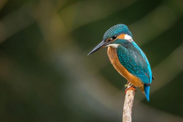 A beautiful kingfisher bird hd wallpaper