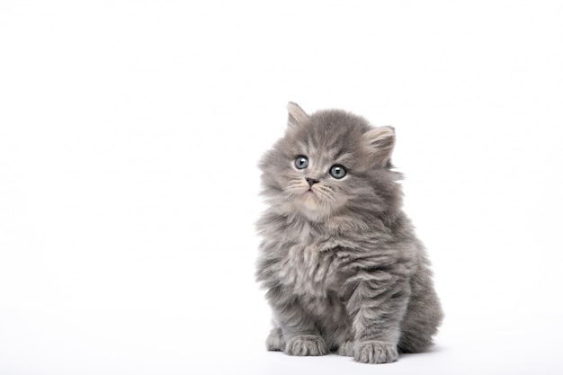 Beautiful kitten sits on a white wall in isolation