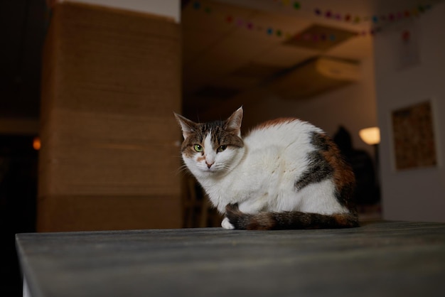 A beautiful kitten where else can rest after a hard day's work if not on the dining table