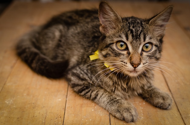 Beautiful kitten with yellow bow on a table