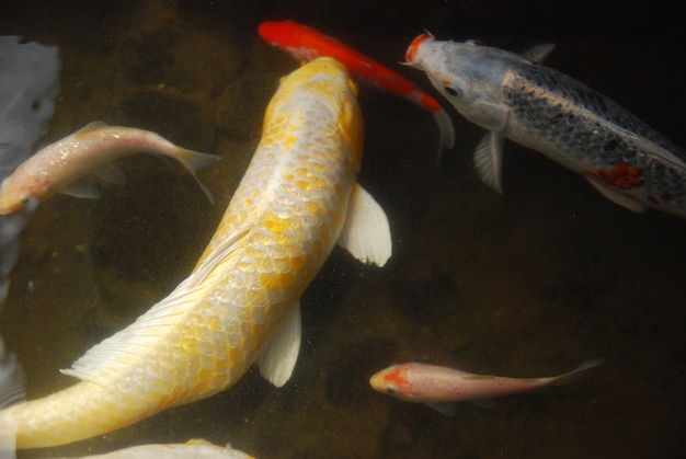 beautiful koi fish in the pond