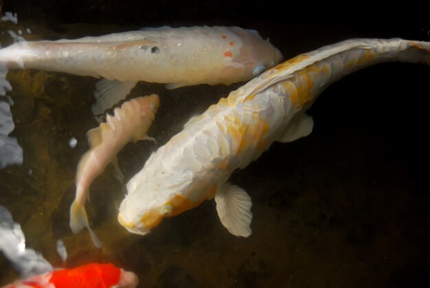 beautiful koi fish in the pond