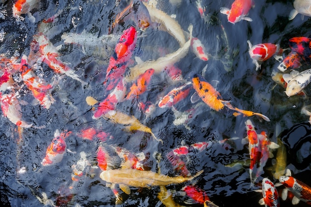 Beautiful koi fish in pond