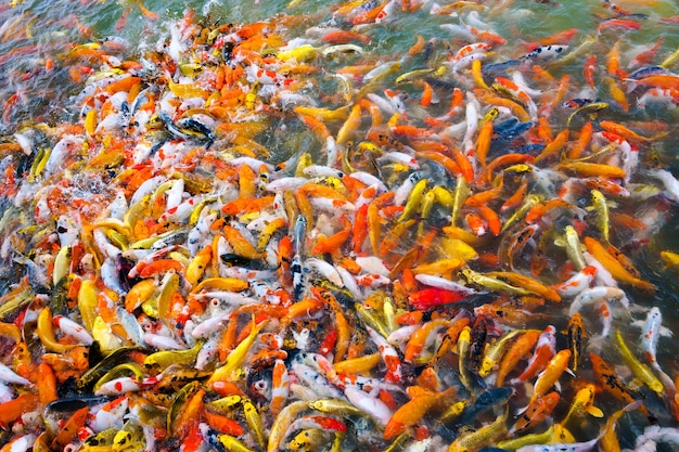 Beautiful koi fishes swimming in pond in the garden