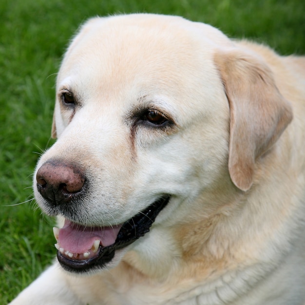 Beautiful Labrador retriever adult