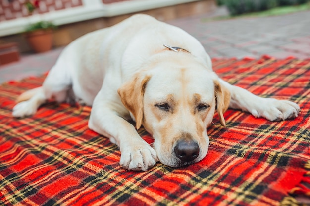 Beautiful labrador want to sleep! Sleepy dog lying at the red blanket carpet outside the house.