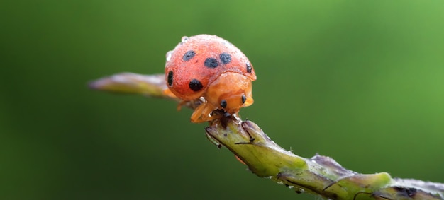 Beautiful Ladybug in Garden with spring scenery