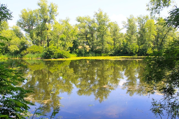 Beautiful lake on summer