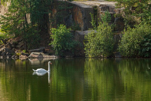 beautiful lake with a canyon on which swans swim with a blue sky close up