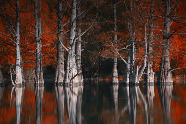 Beautiful lake with trees growing in the water Autumn landscape