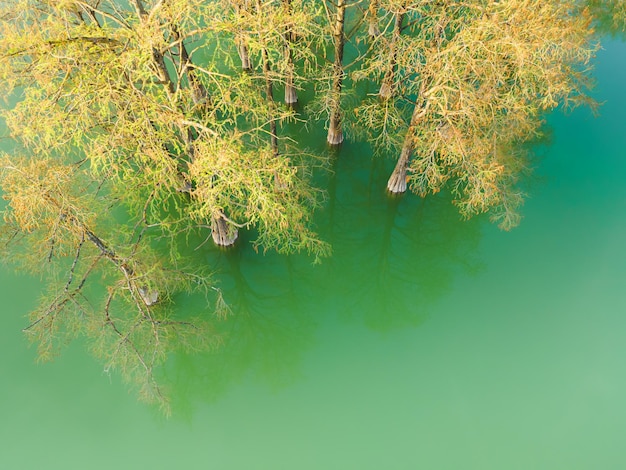 Beautiful lake with trees growing in the water Summer nature background Aerial top down view