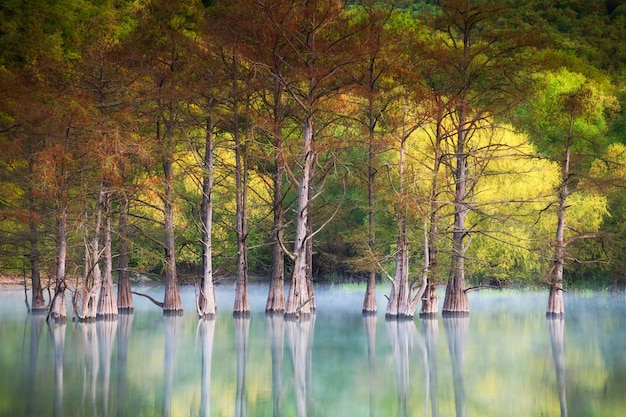 Beautiful lake with trees growing in the water Summer nature landscape