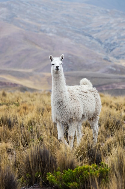 Beautiful lama