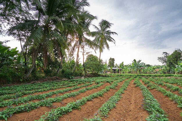 Beautiful landscape in the afternoon on the plantation beautiful sunset with sweet potato