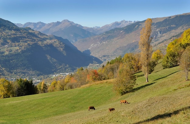 Beautiful landscape in alpine valley mountain with few cows grazing in meadow