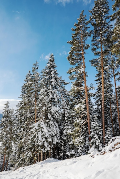 Beautiful landscape of the Arkhyz ski resort with mountains snow and forest on a sunny winter day Caucasus Mountains Russia