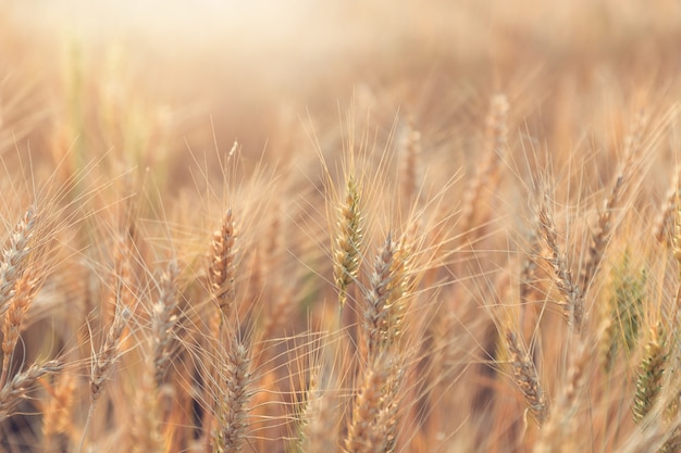 Beautiful landscape of Barley field in summer at sunset time