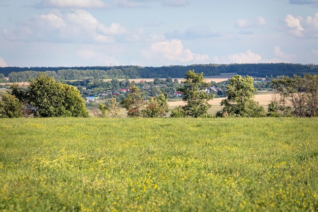 Beautiful landscape blooming field with a modern village in the background