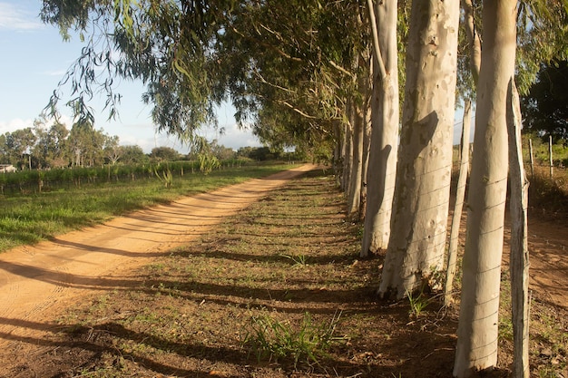 beautiful landscape of eucalyptus trees in a late afternoon