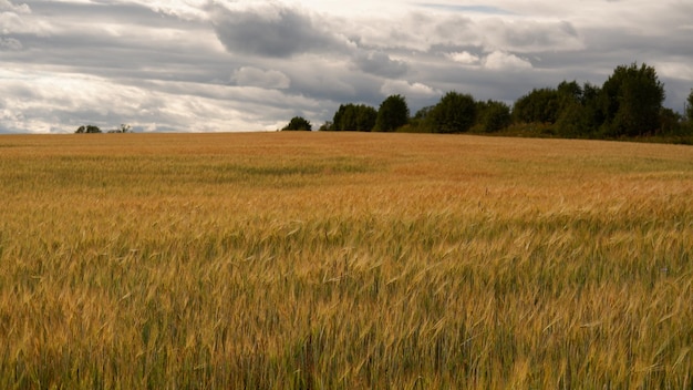 Beautiful landscape field on a summer day Rural scene of wheat ears field of wheat